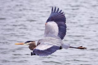 Great Bllue heron