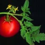 In Search of the Perfect Tomato