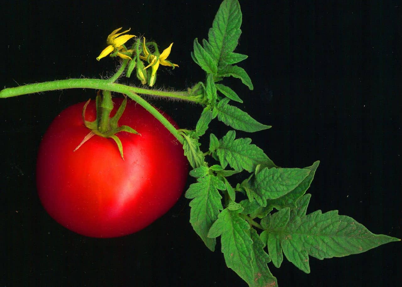 beautiful flowering tomato