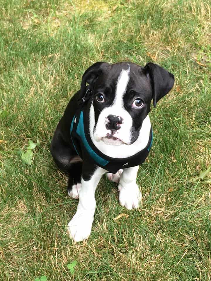 Photo-of-boxer-puppy-Oreo