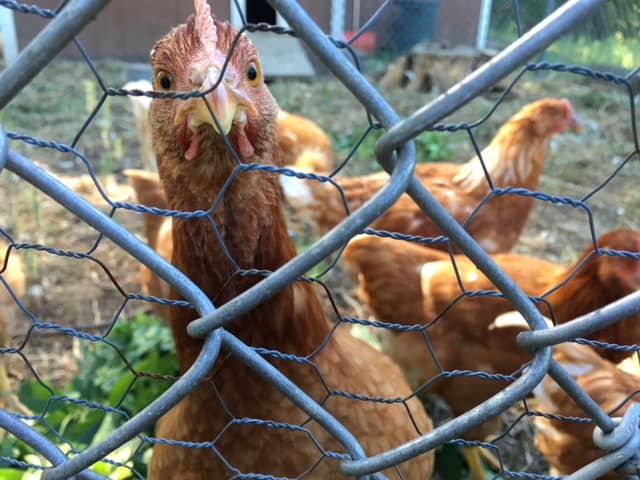 backyard-chickens