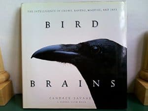 Read more about the article Caw-Caw-Caw-Caw-Coodle-Yah