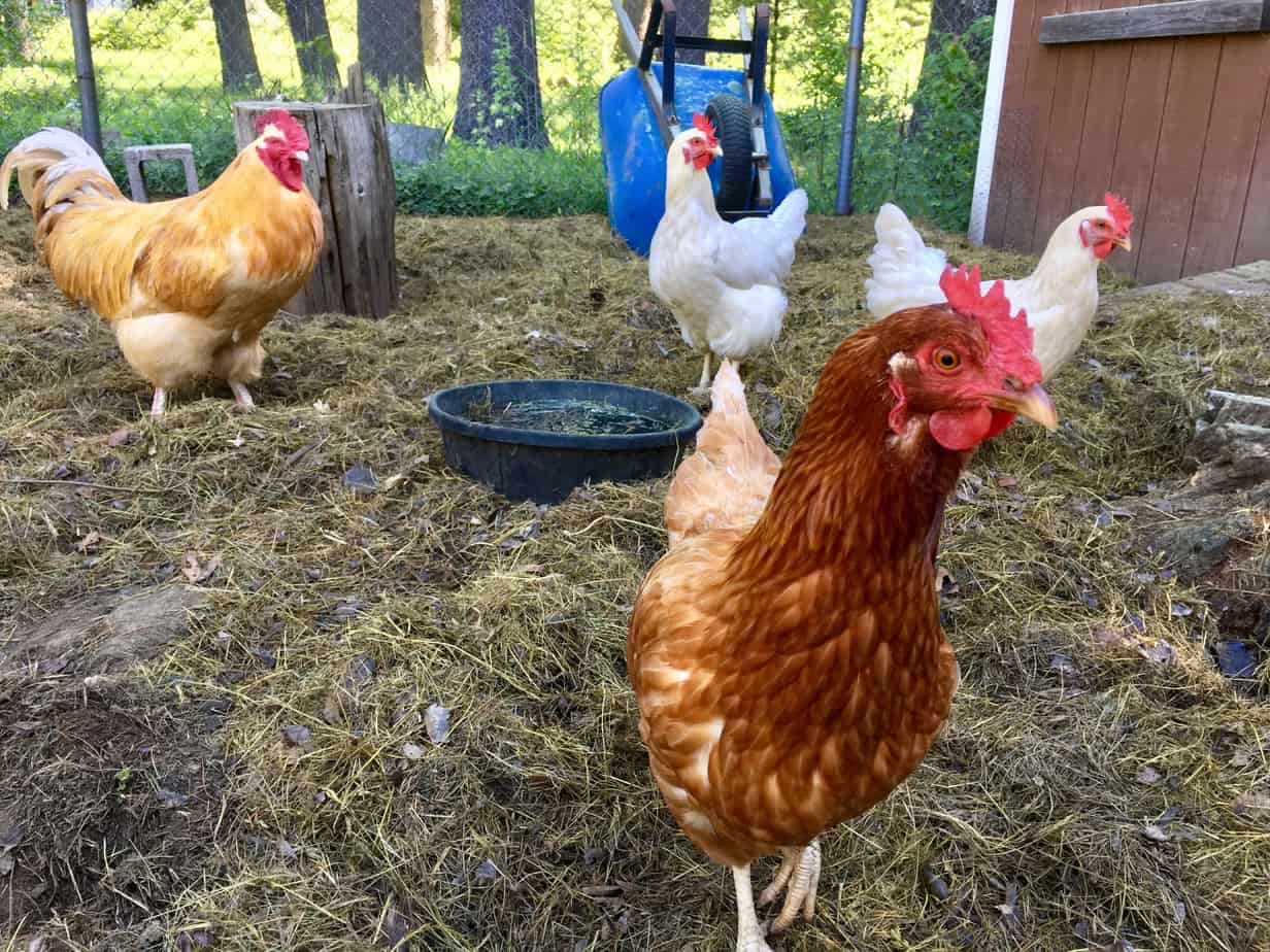 photo-of-chickens