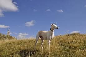 greyhound-dog-in-field