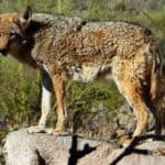 Close Encounters of the Coyote Kind