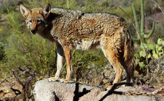 coyote-standing-on-a-rock