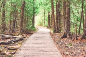 walkway-in-the-woods