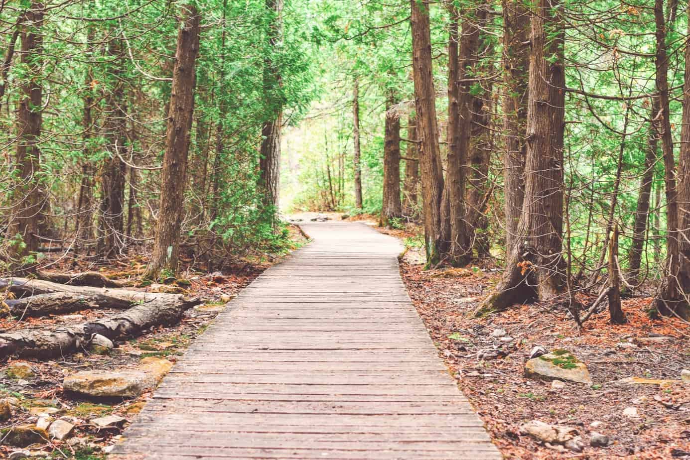 walkway-in-the-woods