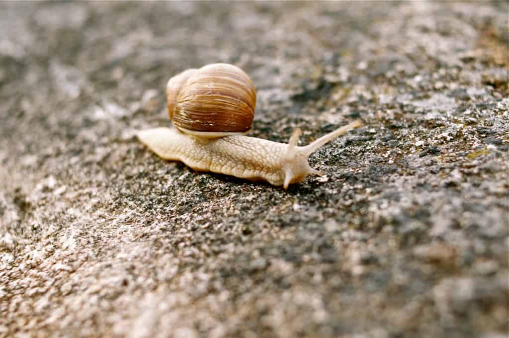 snail