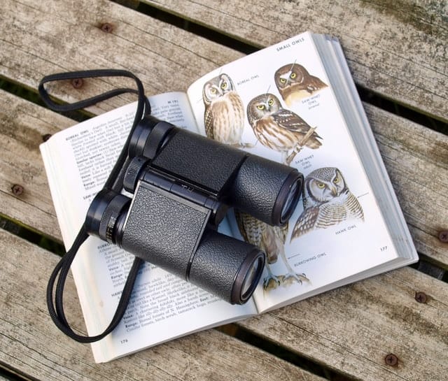 binoculars-and-field-guide-to-birds
